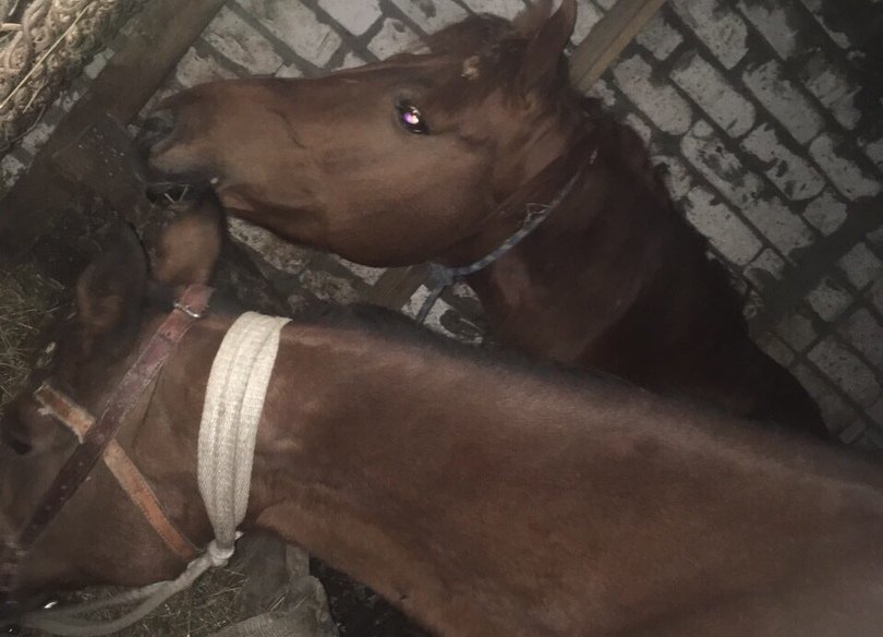 Трех похищенных лошадей из Арзамаса нашли живыми в 100 километрах от конюшни