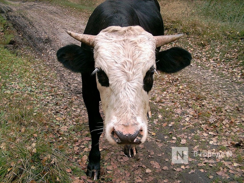 Лейкоз крупного рогатого скота выявлен в двух районах Нижегородской области