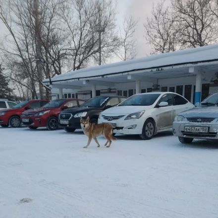 Администрация Дзержинска не нашла розовых собак на улице Зеленой - фото 3