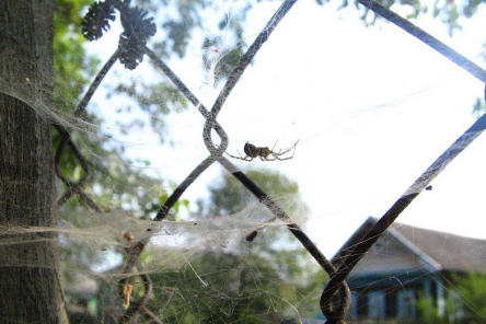 Почему нельзя убивать паука, который проник в ваш дом