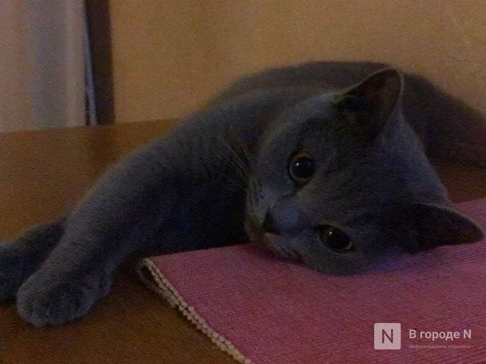 Стреляли в голову: домашнюю кошку изувечили в Нижегородской области - фото 1