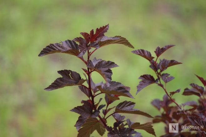 Теннисные столы и велодорожка появились на улице Веденяпина в Нижнем Новгороде - фото 22